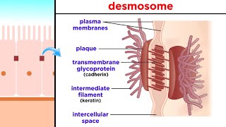 Types of Tissue Part 1 Epithelial Tissue [upl. by Kcirdlek]