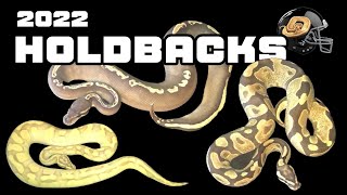 2022 Ball Python Holdbacks [upl. by Nawad]