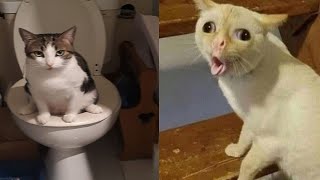 Compilation New Funniest Cat Videos 😹 You laugh You Lose 🤣 Best of Funny Cat Videos 😂 6 [upl. by Oskar]