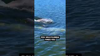 POV Wild Florida finds you [upl. by Luciano613]