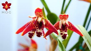 Grow the coconut Orchid in your home 🥥🌴🍹 Maxillaria tenuifolia Orchid Care Tips [upl. by Dorcea]