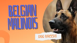 Belgian Malinois A Loyal and Hardworking Companion  Dog Breeds [upl. by Einahpet469]