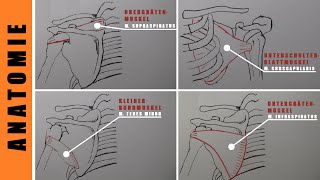 Aufwärmen Bankdrücken  Anatomie Rotatorenmanschette  Vorteile Aufwärmen [upl. by Nylkoorb]