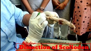 Dissection of scoliodon for BSc amp MSc class students dissectionofscoliodon Scoliodon dogfish [upl. by Davis652]