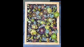 Succulent Wall [upl. by Yevi]