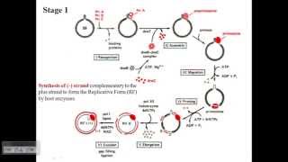 Replication of Phage Phi X174 [upl. by Monica]