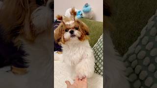 💗 The Most Polite Dog Pigtails and a Perfect Handshake shihtzu pets puppy [upl. by Manda]