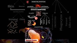 Phagocytosis Mechanism phagocytosis macrophages neutrophils immunesystem ig antigens antibody [upl. by Drofyar294]