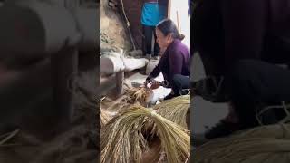 Traditional rice threshing process [upl. by Fischer]