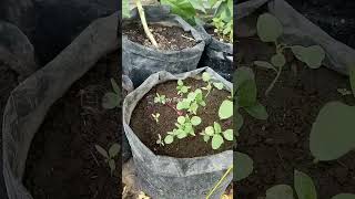 Berkebun Di Lahan Sempit Teras Rumah ⁉️ Bisa ⁉️ shortsfeed [upl. by Cyrillus]