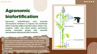 Agronomic Biofortification of Cereal Grains with Micronutrients [upl. by Edd]