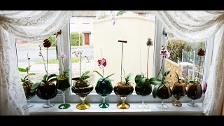 Watering Process New RepottingDisplay Orchid Phalaenopsis Blooming Keiki Update [upl. by Ahsiak]