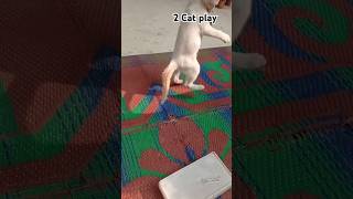 2Cat play । cat ।play ।viral ।cat cute viralcat viral short [upl. by Gmur]