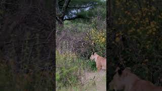 The lion enters the forest  animalworldanimals wildanimals lionnaturalbeauty nature shorts [upl. by Enneiviv]