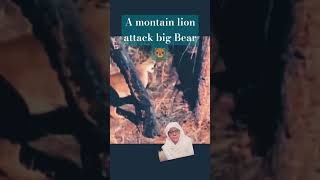 M8LB A mountain lion attack on big bear 🐻🐻 bear animals lioncubs  shorts [upl. by Ludovico221]