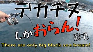 【ダンゴ釣り】デカチヌ！宿毛には年無し以上がウジャウジャだ！！ [upl. by Andy963]