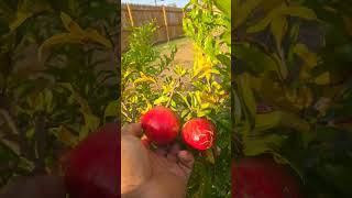 Harvesting some newjersey fruits pomegranate Russian pomegranate [upl. by Ibmat]