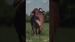 🔴 Ganado BRAHMAN ROJO ✅ Ganado de Engorde brahman brahmanrojo vacas [upl. by Kariv]