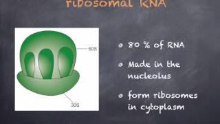 AS level F1 Nucleotides and RNA Ms Cooper [upl. by Tad]