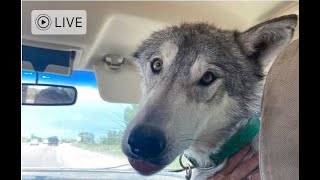 Wolfdog Off Leash and Loose Leash Training on Nice Afternoon [upl. by Allyson]