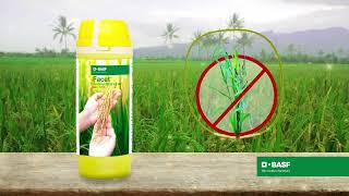 Control tough Echinochloa species weeds in rice with BASF Facet® [upl. by Palestine644]