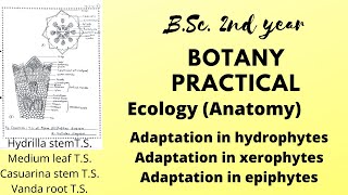 Botany 2nd year practical EcologyAnatomyAdaptation in HydrophytesXerophytesEpiphytes [upl. by Nolyat]