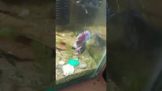 How to keep yoir betta active fishtank betta fish [upl. by Ursal]