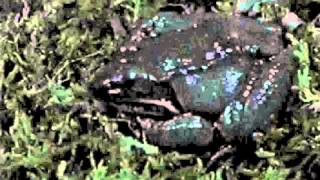 Timelapse video of a wood frog Rana sylvatica thawing [upl. by Dickson]