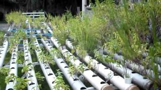 Hydroponics in Cebu Philippines [upl. by Ajuna981]