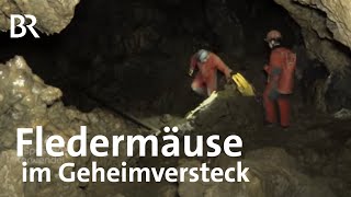 So überwintern Fledermäuse Inspektion in der Tropfsteinhöhle  Zwischen Spessart und Karwendel  BR [upl. by Glaudia]