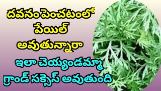 దవనం పెంచటంలో పేయిల్ అవుతున్నారా l ఈ Tips పాలో అవ్వండి గ్రాండ్ సక్సెస్ [upl. by Mccullough565]