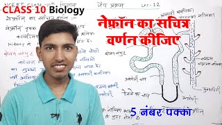 नेफ्रॉन का सचित्र वर्णन कीजिए  nephron ka sachitra varnan karen  nephron ka namankit chitra [upl. by Ray]