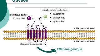 Pharmacologie des médicaments antalgiquesCours commenté [upl. by Needan]