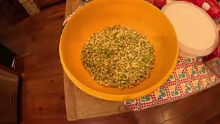 Failed Attempt at Pea Shelling Goes Hilariously Wrong diyproject peasheller homestead [upl. by Orthman138]