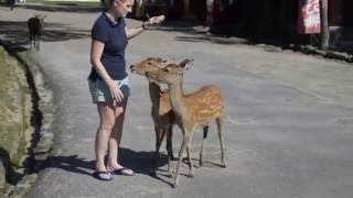 Shannon Feeding Deer in Nara Japan [upl. by Gide]