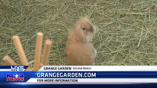 Grange Garden offers a unique concept of florals coffee and bunnies in Solana Beach [upl. by Schwinn914]