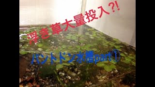 パントドン飼育日記part①浮き草投入 [upl. by Richard797]