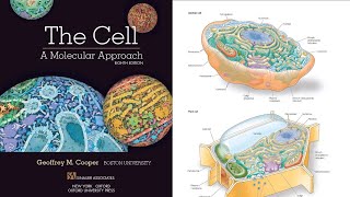 THE CELL A Molecular Approach Eighth Edition Geoffrey M Cooper Overview and Book pdf link [upl. by Olympias]