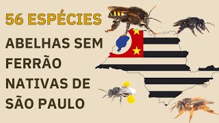 56 espécies de ABELHAS SEM FERRÃO em SÃO PAULO [upl. by Enehpets]