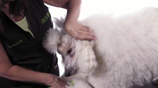 Clipping The Poodles Face [upl. by Morril]