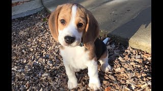 Beagle puppy from 10 weeks to 10 months [upl. by Medlin141]