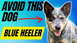 Avoid Owning A Blue Heeler Unless You Have These 7 Things [upl. by Alih970]