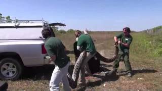 Video of recordbreaking Burmese python in Everglades National Park [upl. by Adahs]