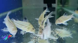 Corydoras Julii [upl. by Bounds]