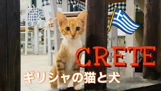 【Cats and Dogs in Crete🇬🇷】crete 276 犬猫好きにには堪らない  ギリシャのキュートな猫と犬！ [upl. by Annola703]