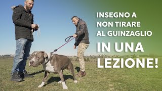 Insegno a non tirare al guinzaglio in una lezione [upl. by Brantley340]