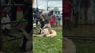 Shearing the sheep in 45 seconds at the Scottish Festival  Fergus Ontario [upl. by Suidaht]