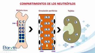 Respuesta leucocitaria y patologías asociadas [upl. by Ricoriki]