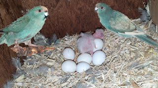 Breeding Blue Kakariki Parakeet  New Species [upl. by Dominick]