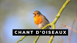 Chant doiseaux magnifique à écouter relaxing birds naturechardonnerertalgérie [upl. by Minsat]